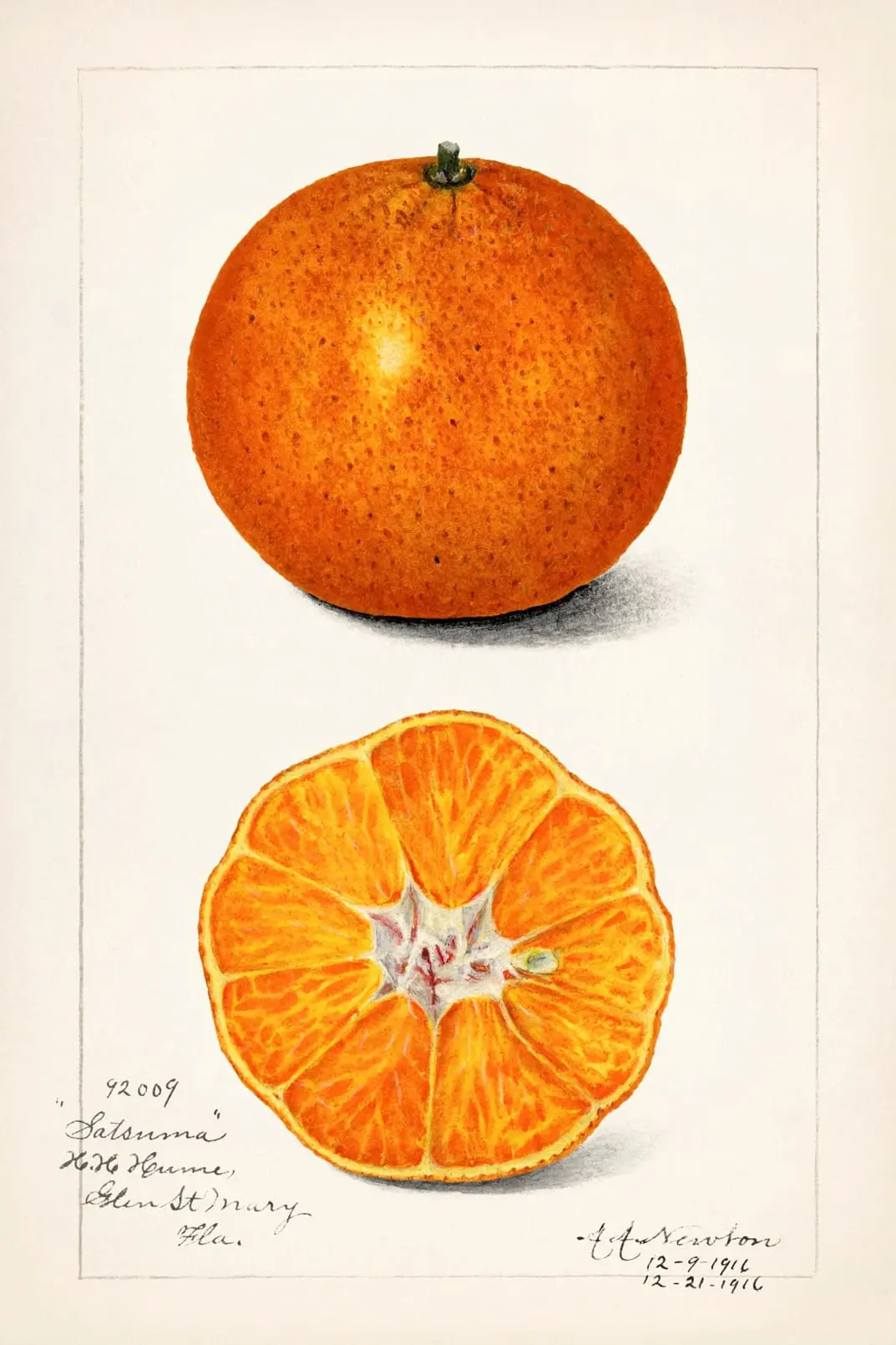 CITRUS