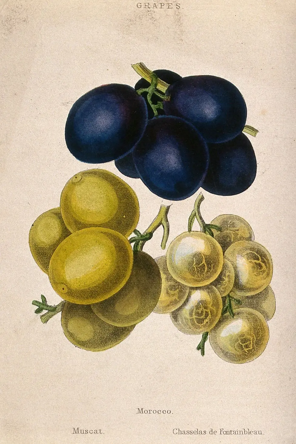 GRAPE & MARC