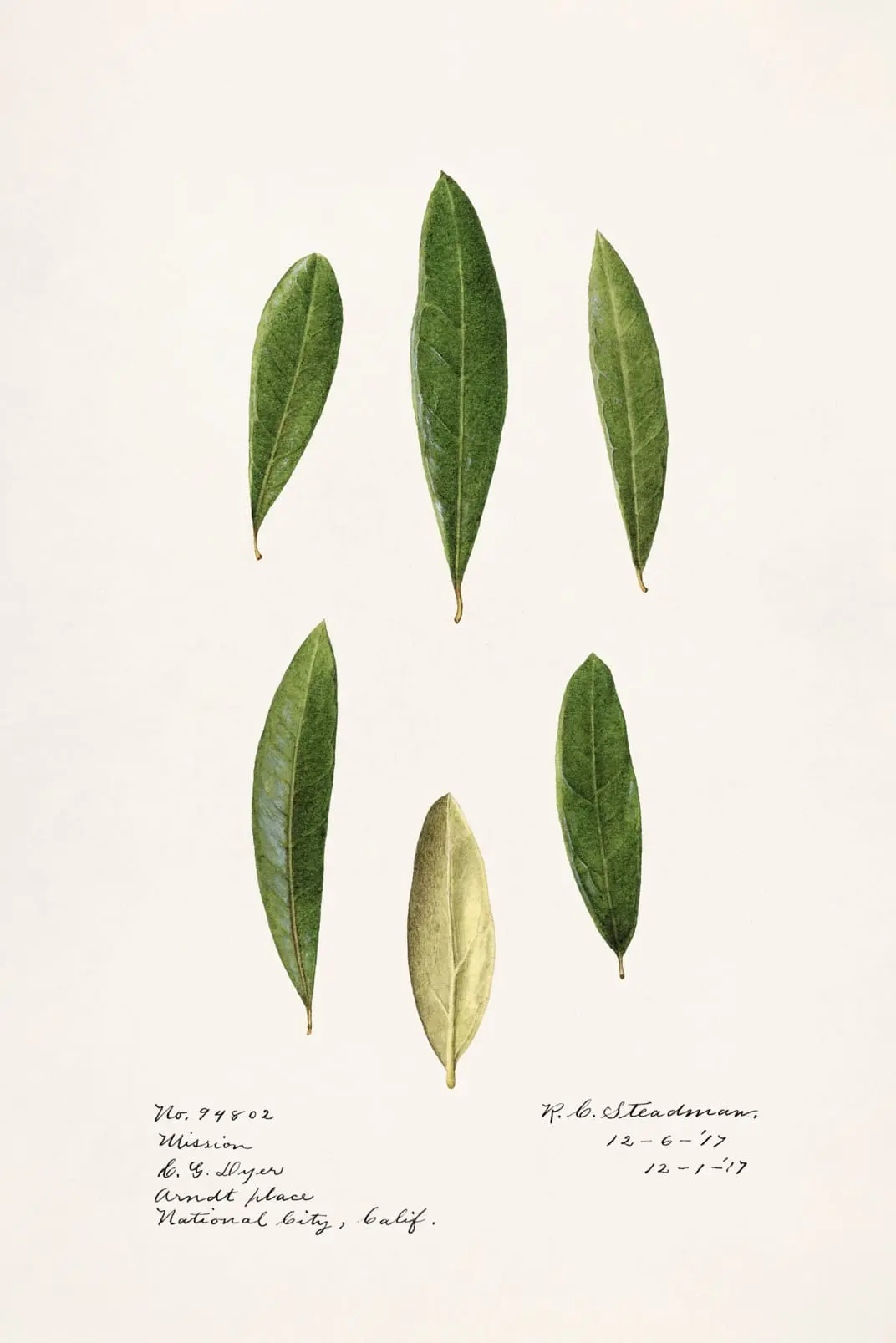 OLIVE
