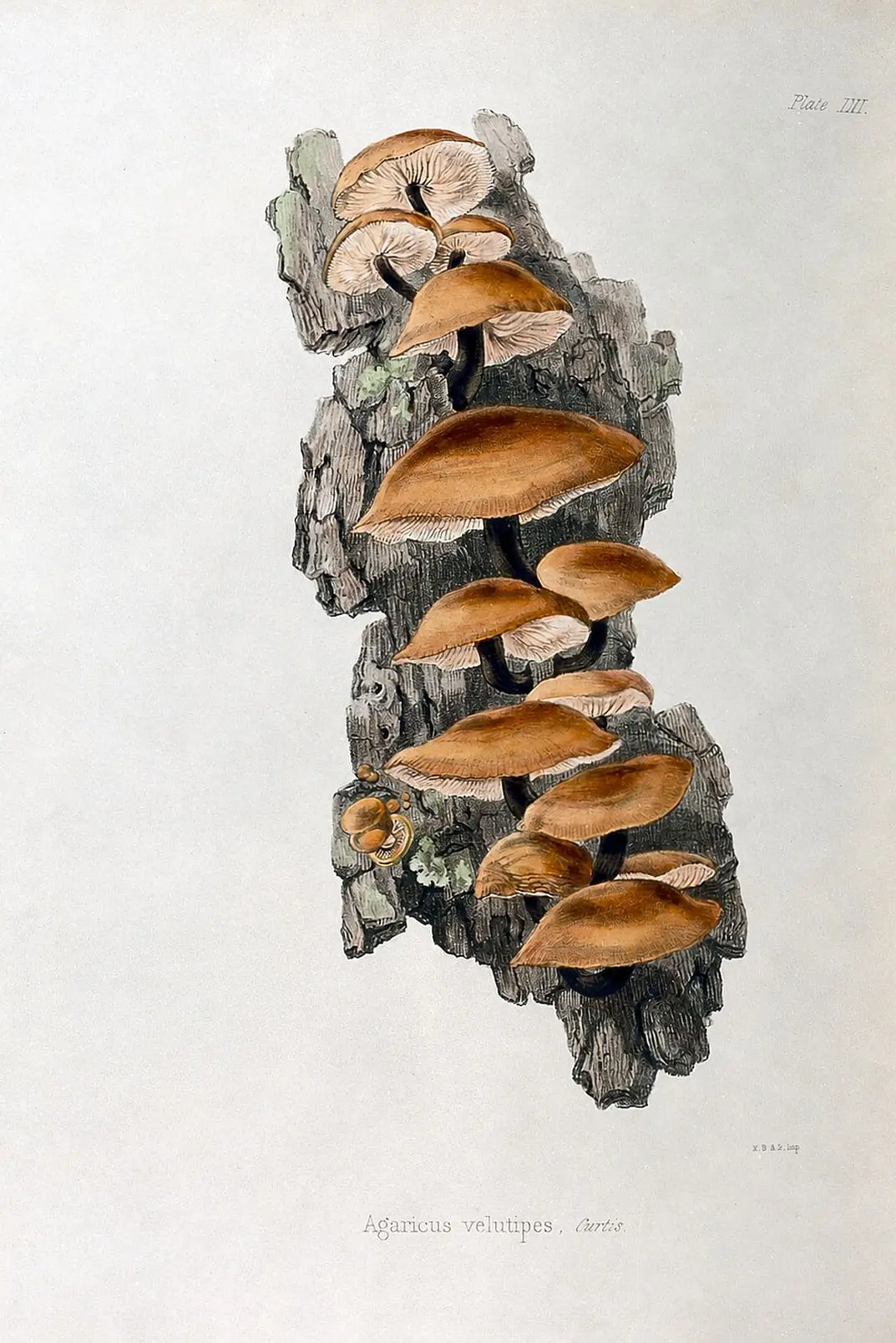 MUSHROOMS