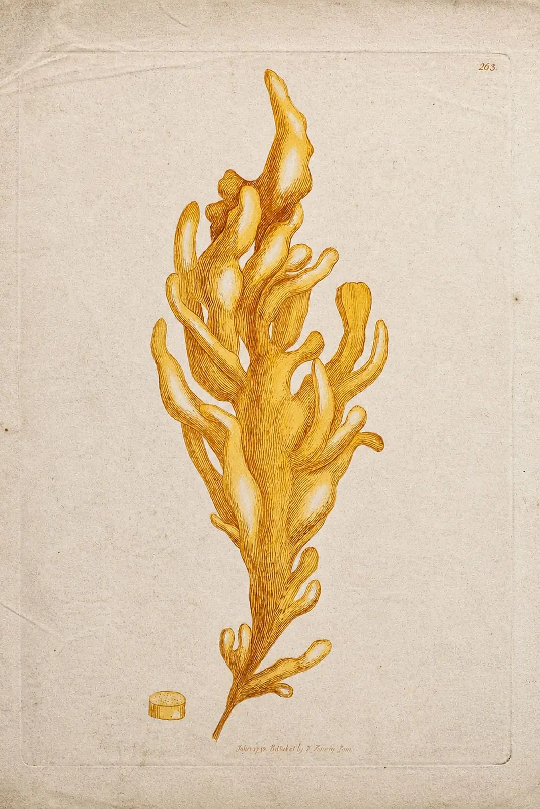 SEAWEED